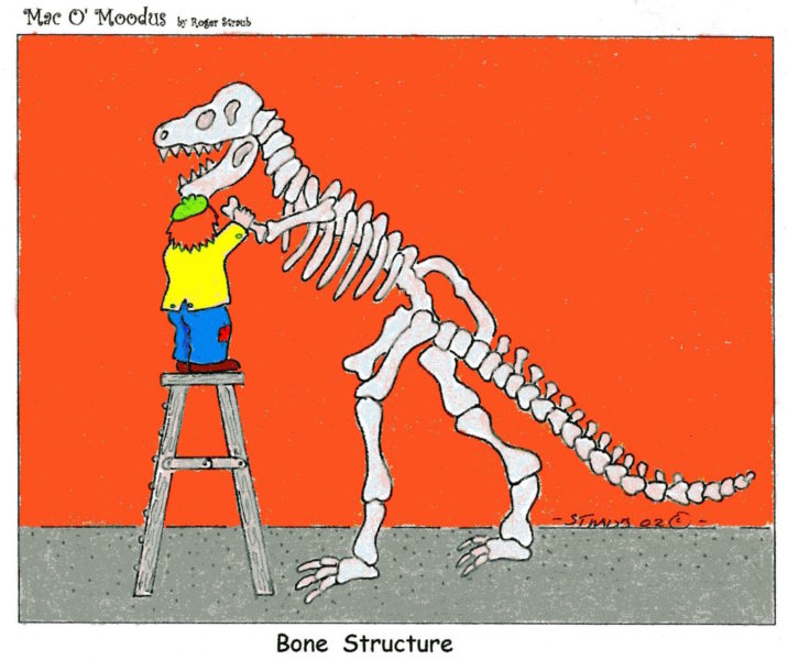 Bone Structure